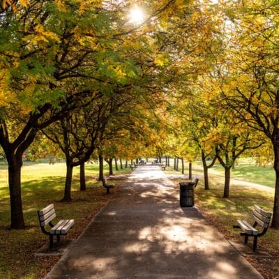 Brown RobertsonPark FallLeaves 378 Brown RobertsonPark FallLeaves 378