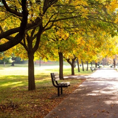 Brown RobertsonPark FallLeaves 401 Brown RobertsonPark FallLeaves 401
