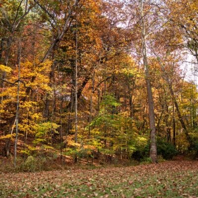 FishburnParkFallLeaves 274 FishburnParkFallLeaves 274