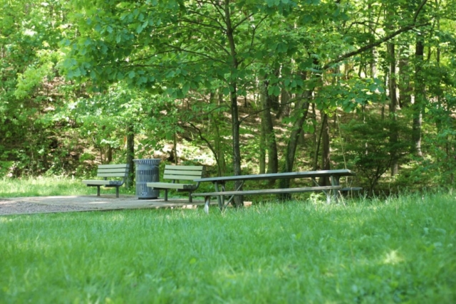 Fern Park picnic bench