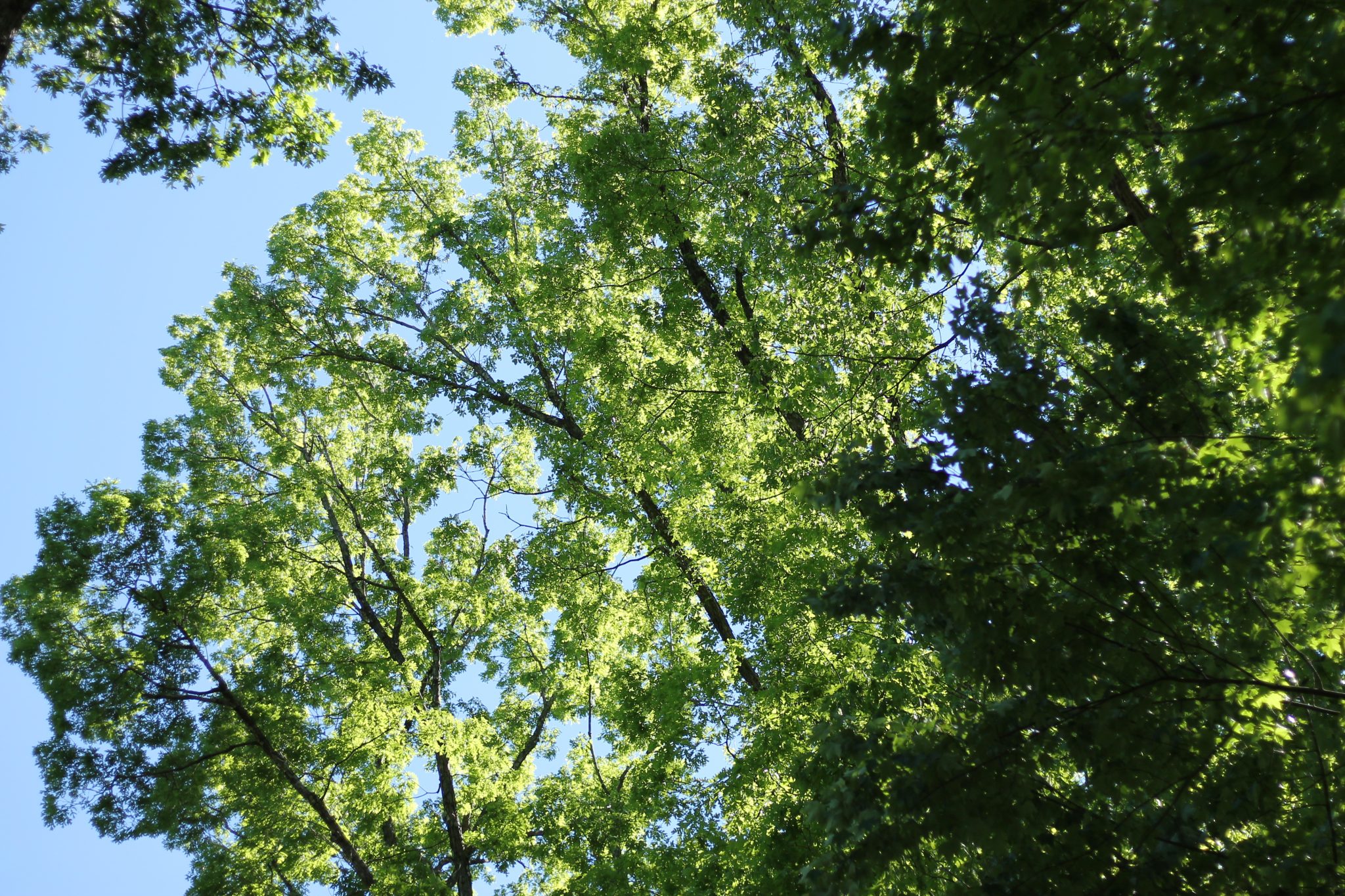 Roanoke Trees in Fern Park