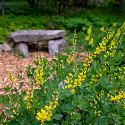 Blooming yellow wild indigo (baptista) along a path in a wildflower garden with a nearby stone bench.