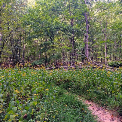 mill flowers mill flowers