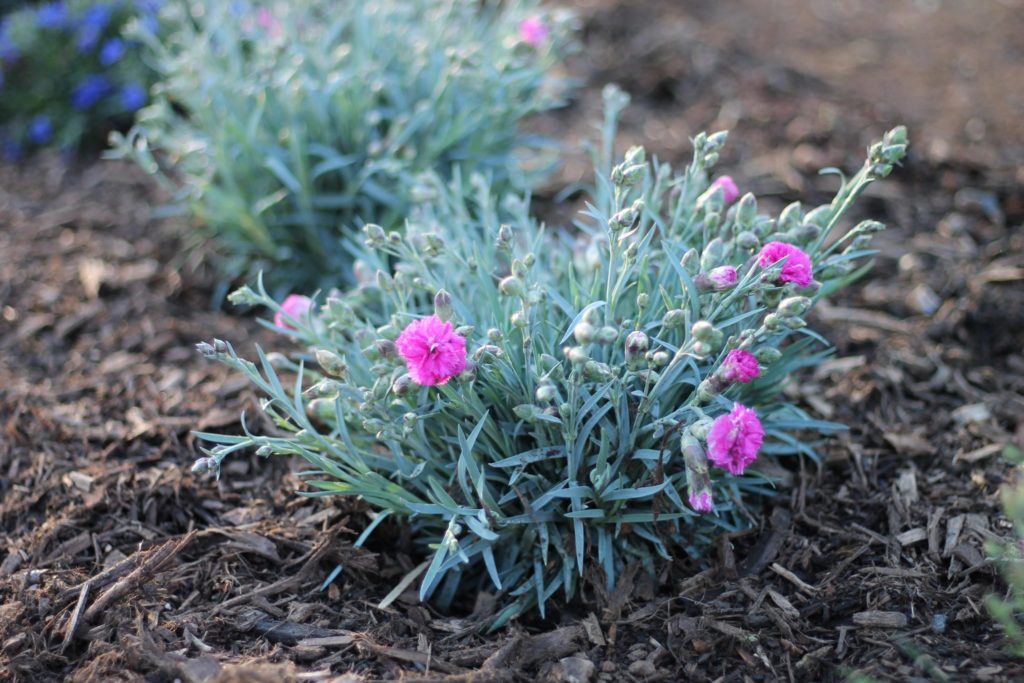 Pretty pink flowers in Roanoke's Melrose Park