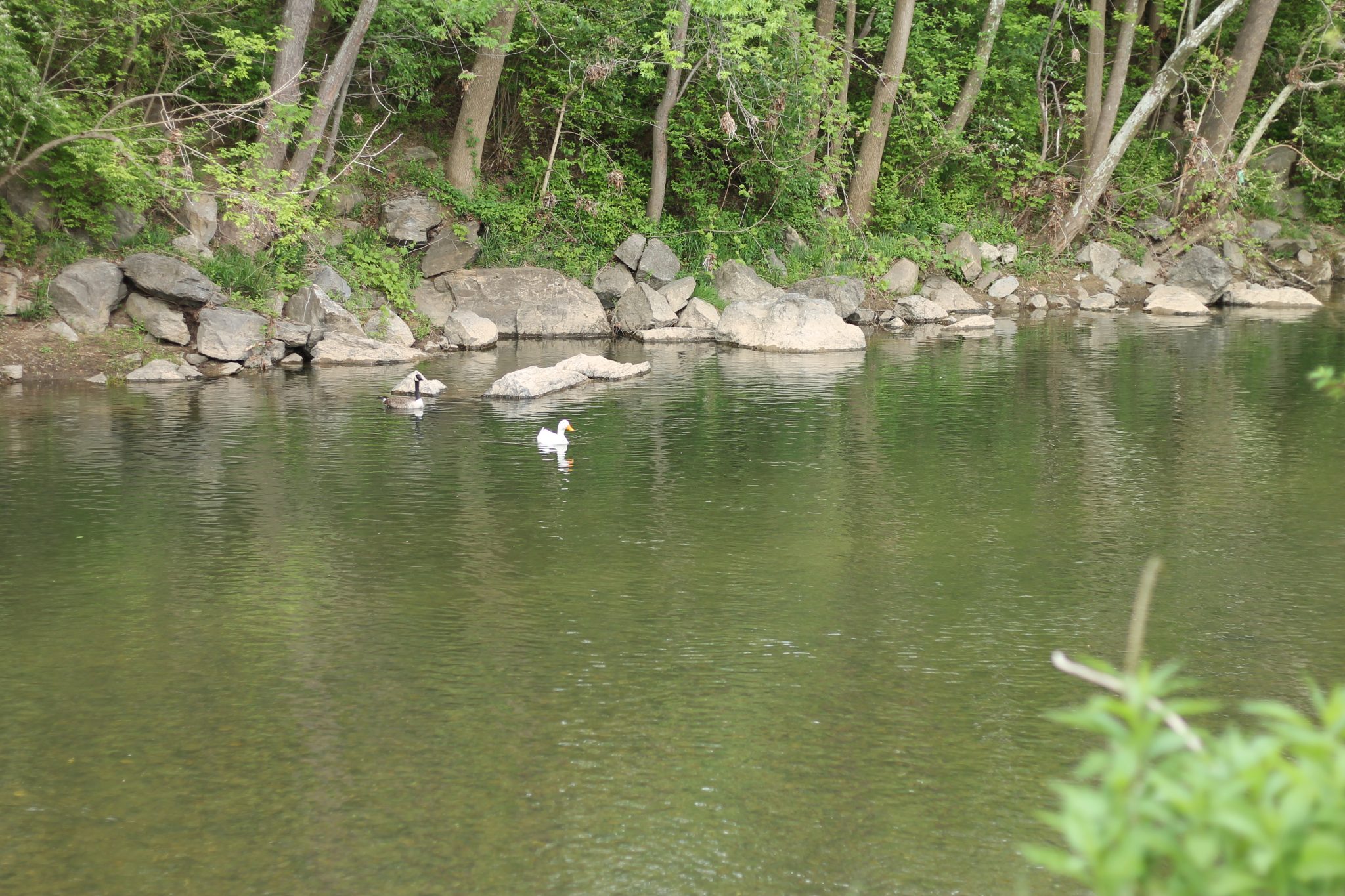 Canadian Goose and Duck watch volunteers clean Roanoke River banks