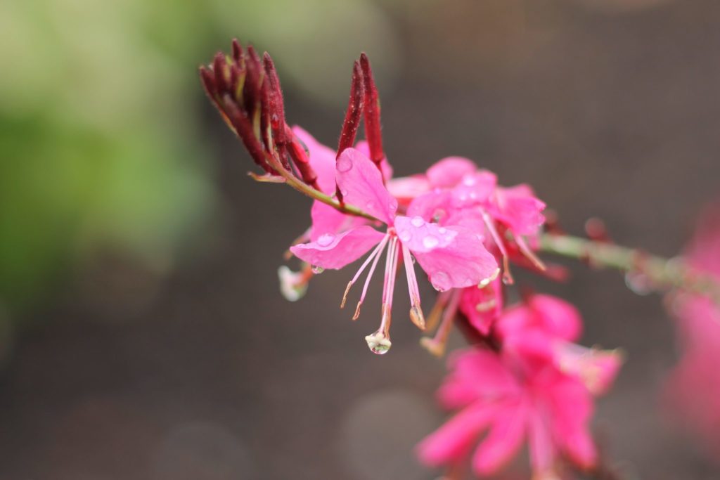 Gaura Belleza Dark Pink