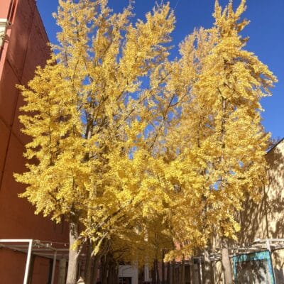 Century Plaza Fall Century Plaza Fall