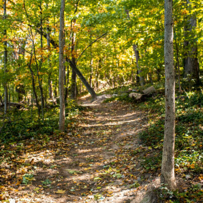 Murray Run Greenway in Woodlawn Natural Reserve