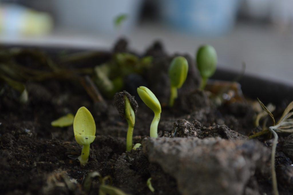 Compost