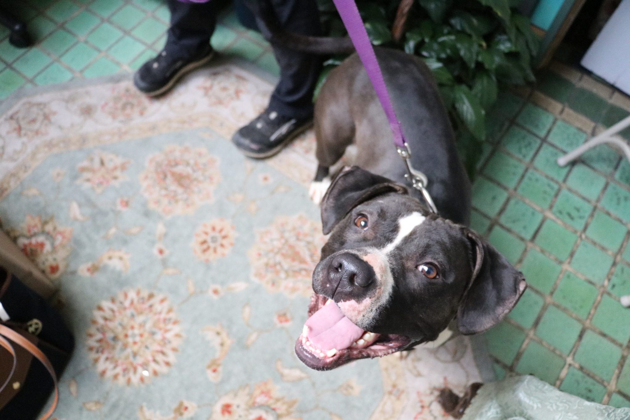 Black and white pit bull mix smiling up at camera