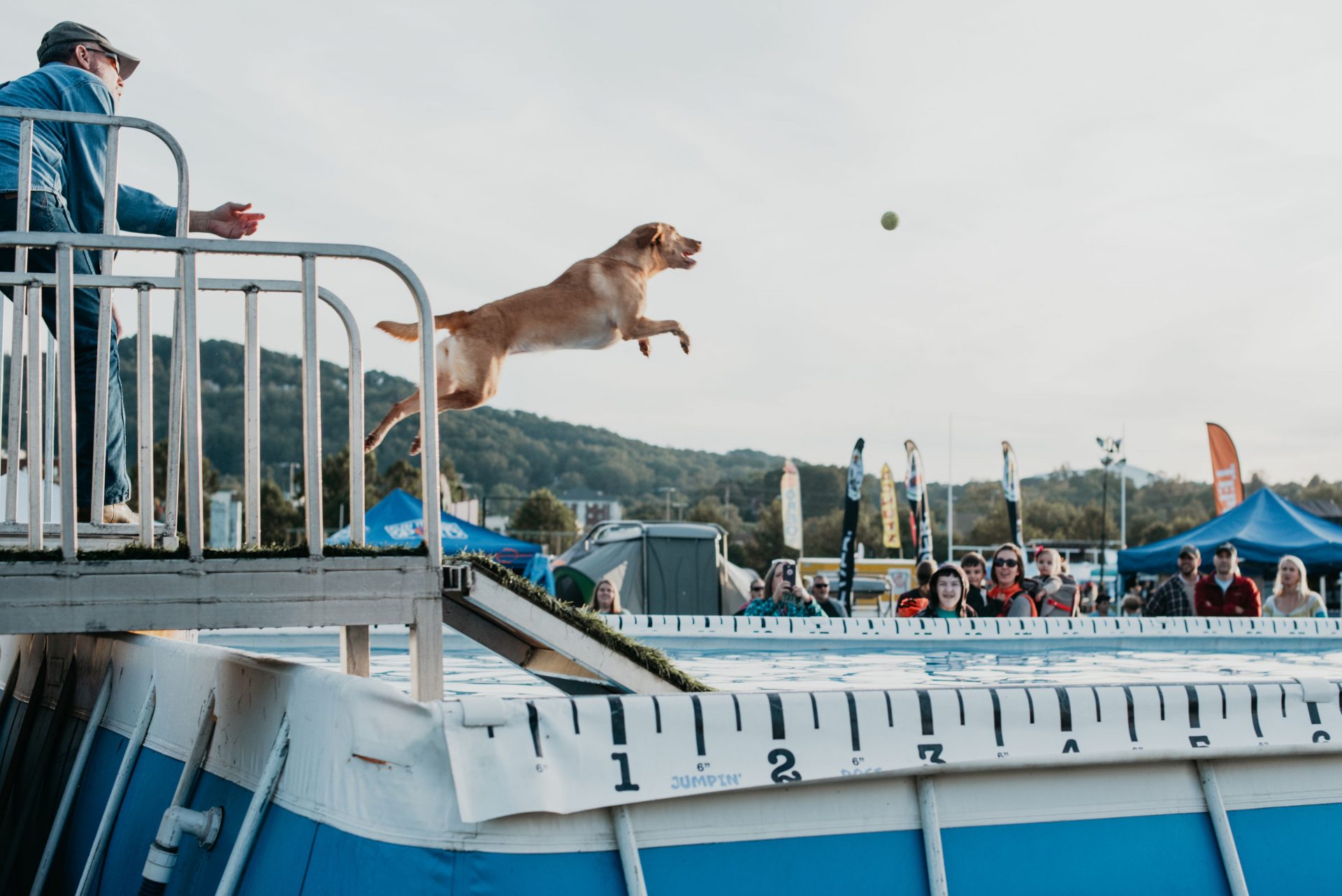 Dog jumping off platform