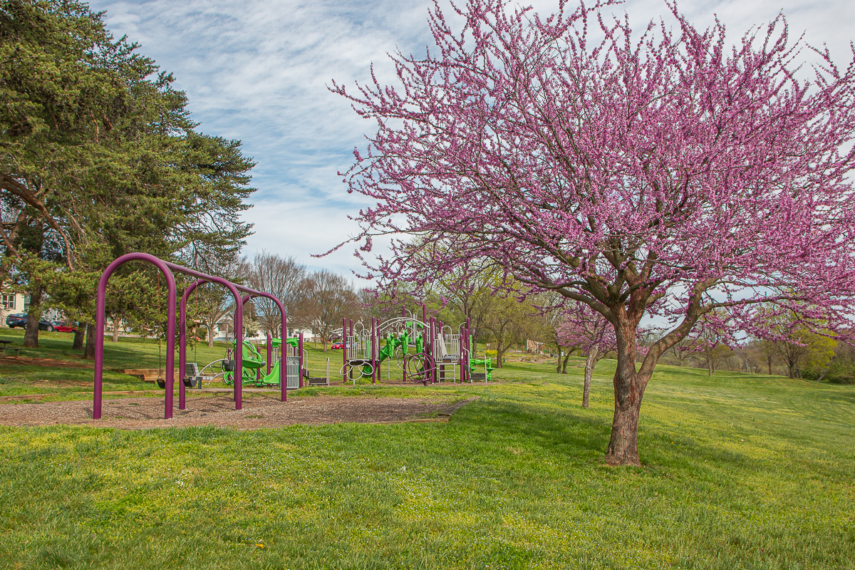park playground with blooimg redbuds in the foreground