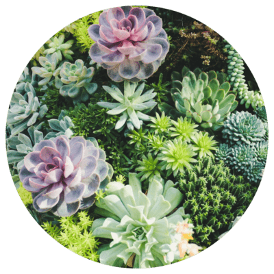 succulent