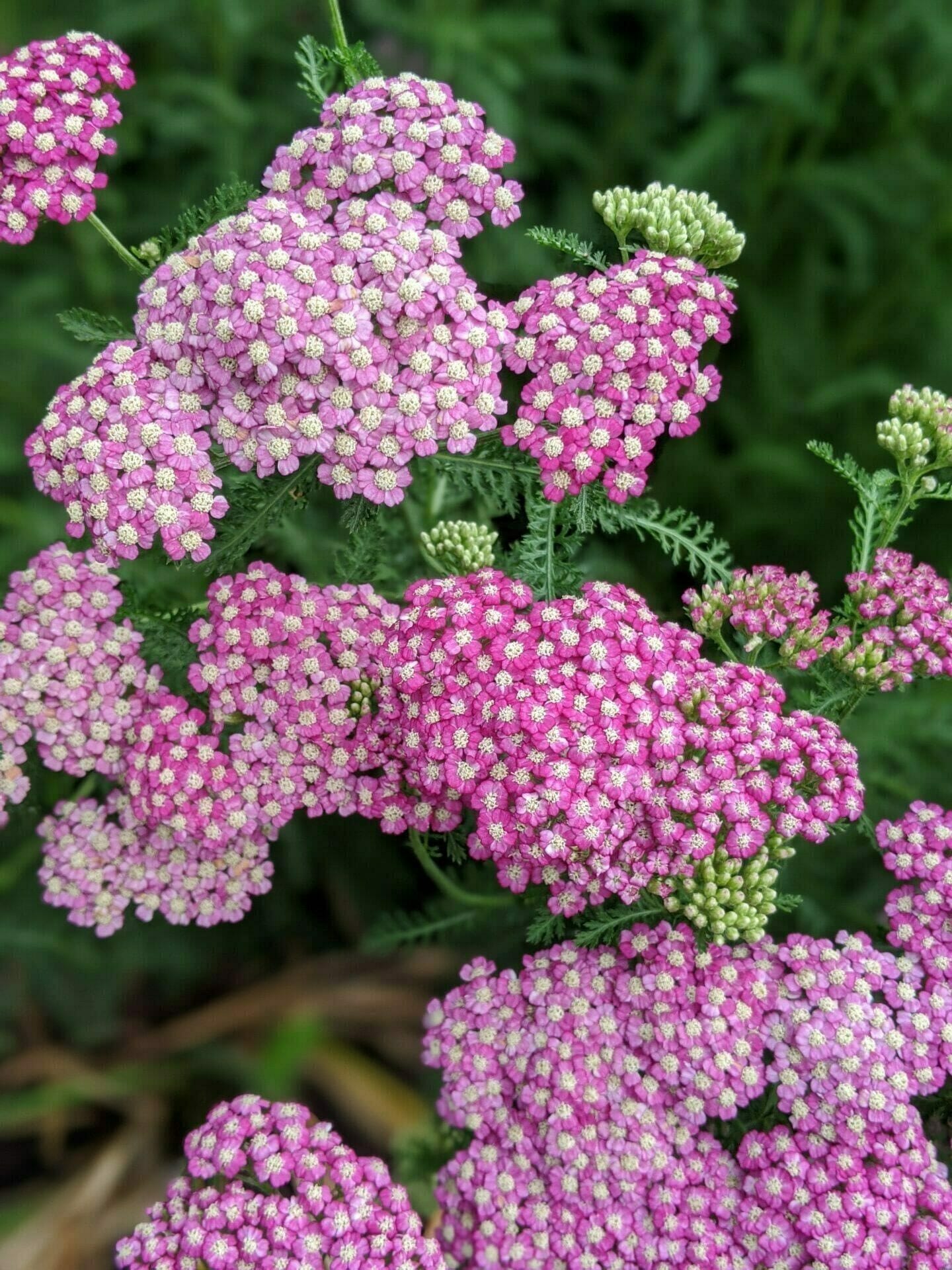 Yarrow Fishburn Garden