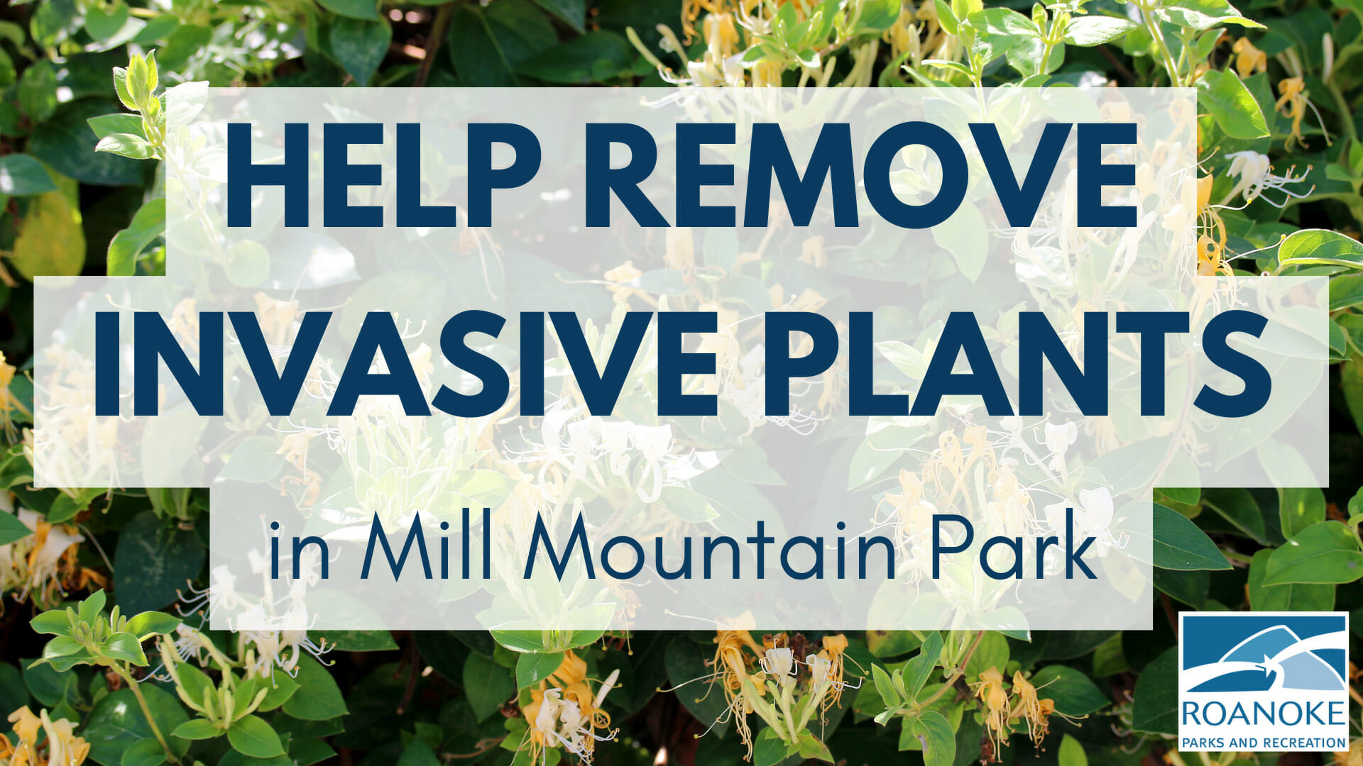 Invasive Plant Removal Mill Mountain