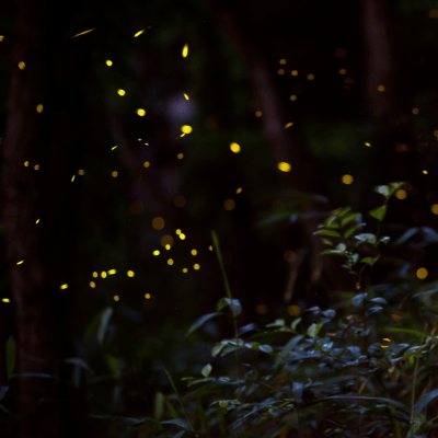 bug night activity header