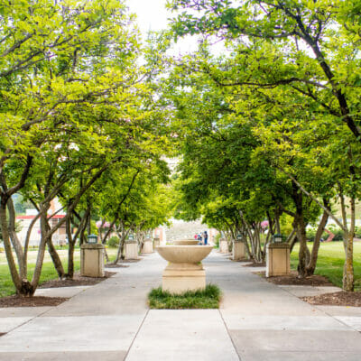 Tulip Magnolias in summer lining the fountain walk at Elmwood Park in downtown Roanoke, Virginia