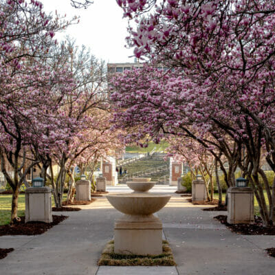Tulip Magnolias in spring bloom along the fountain walk at Elmwood Park in downtown Roanoke, Virginia