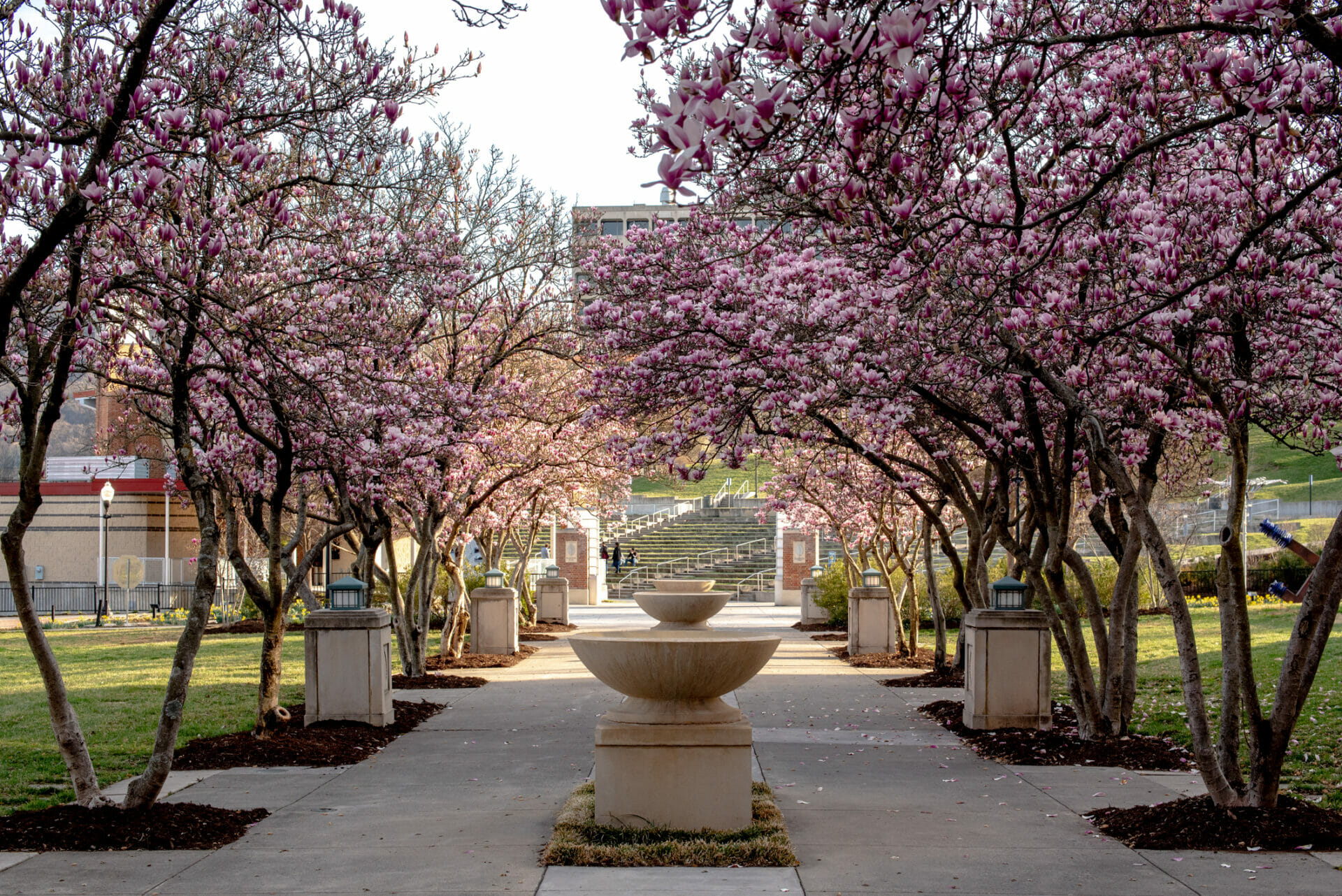 Elmwood Fountain Row Spring