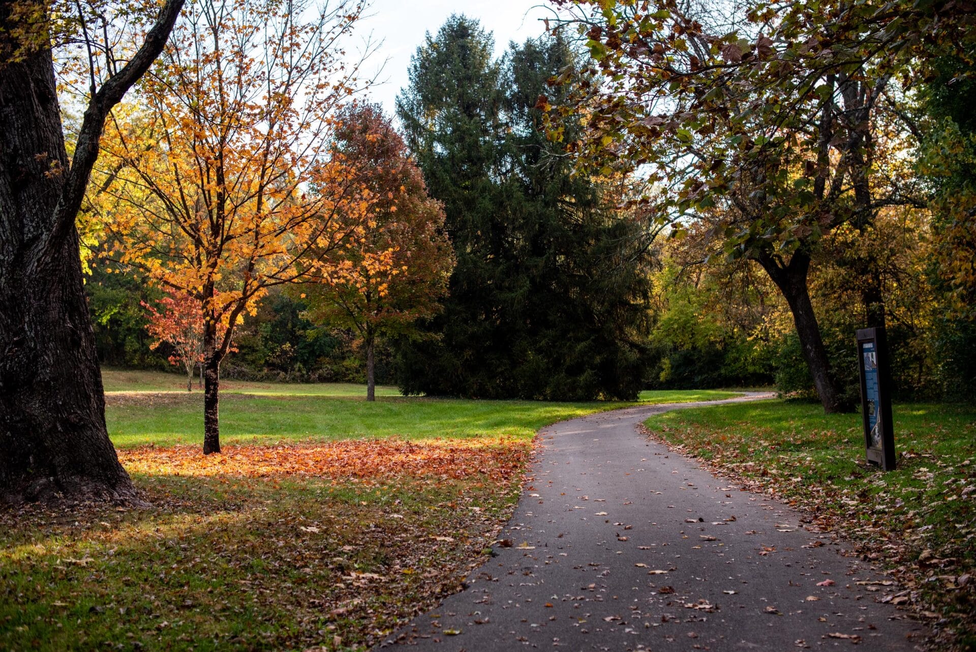 LickRun Brown RobertsonPark FallLeaves 390