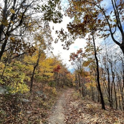 Mill Mountain Trail Fall A singletrack trail surrounded by tall trees and fall leaves.