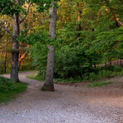 MillMountainEvening 21 A wide gravel pathway surrounded by forest at dusk.