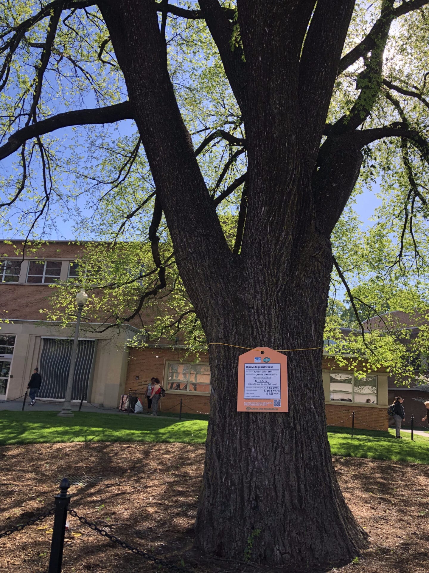 American Elm Elmwood Park Value of a Tree