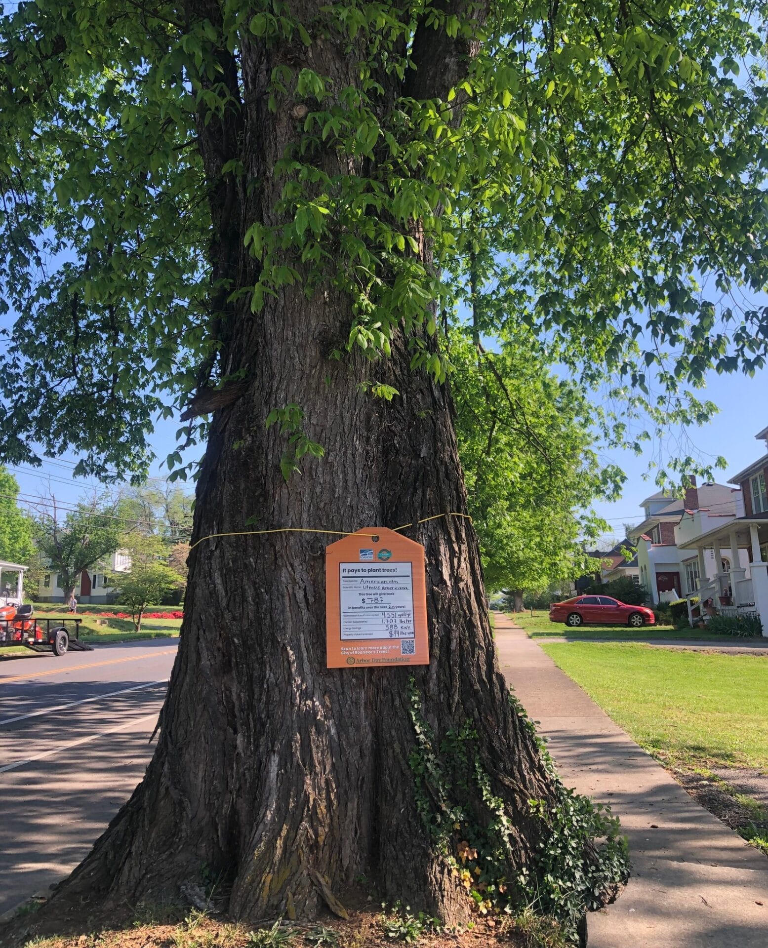 American Elm Lafayette Blvd Value of a Tree