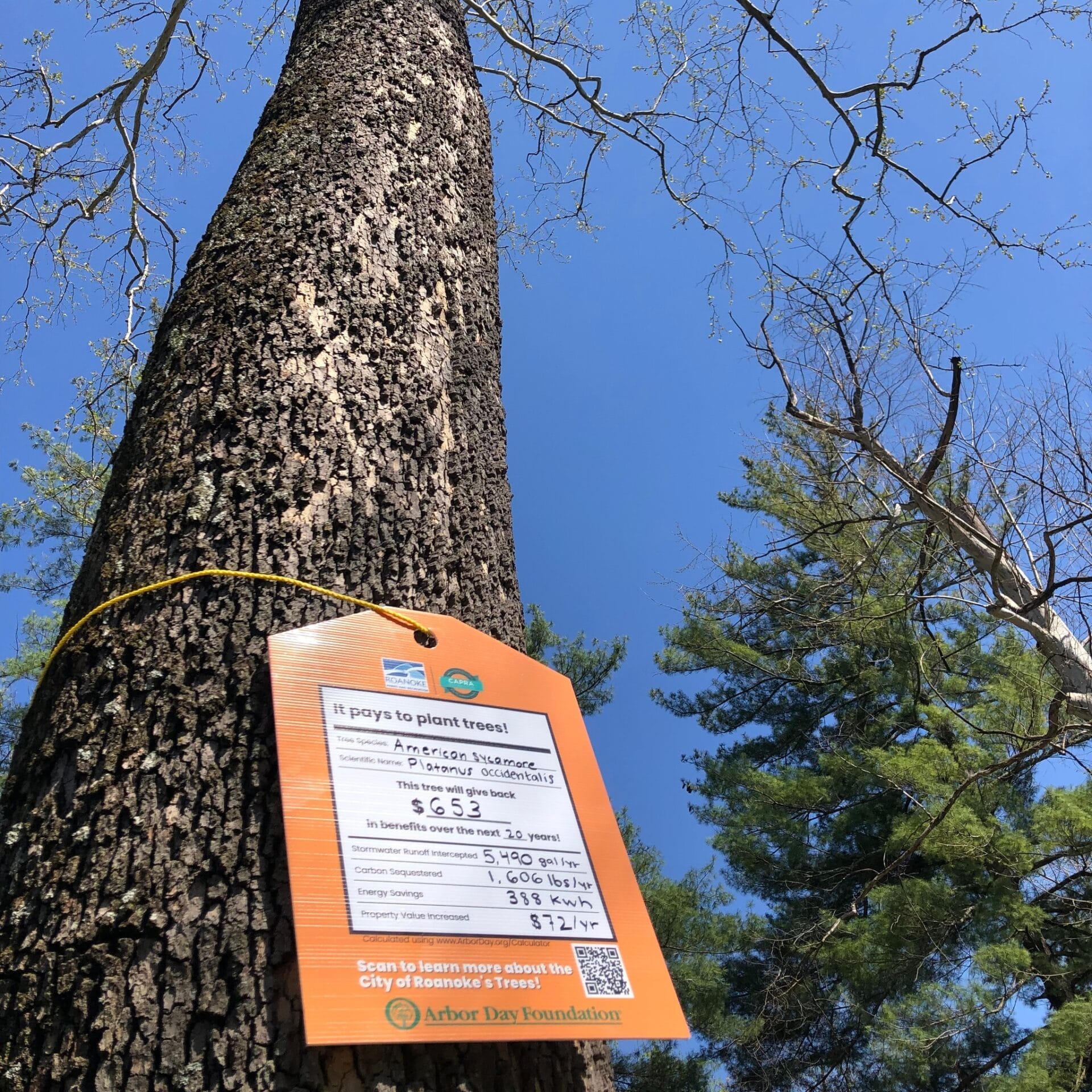 American Sycamore Smith Park Value of a Tree