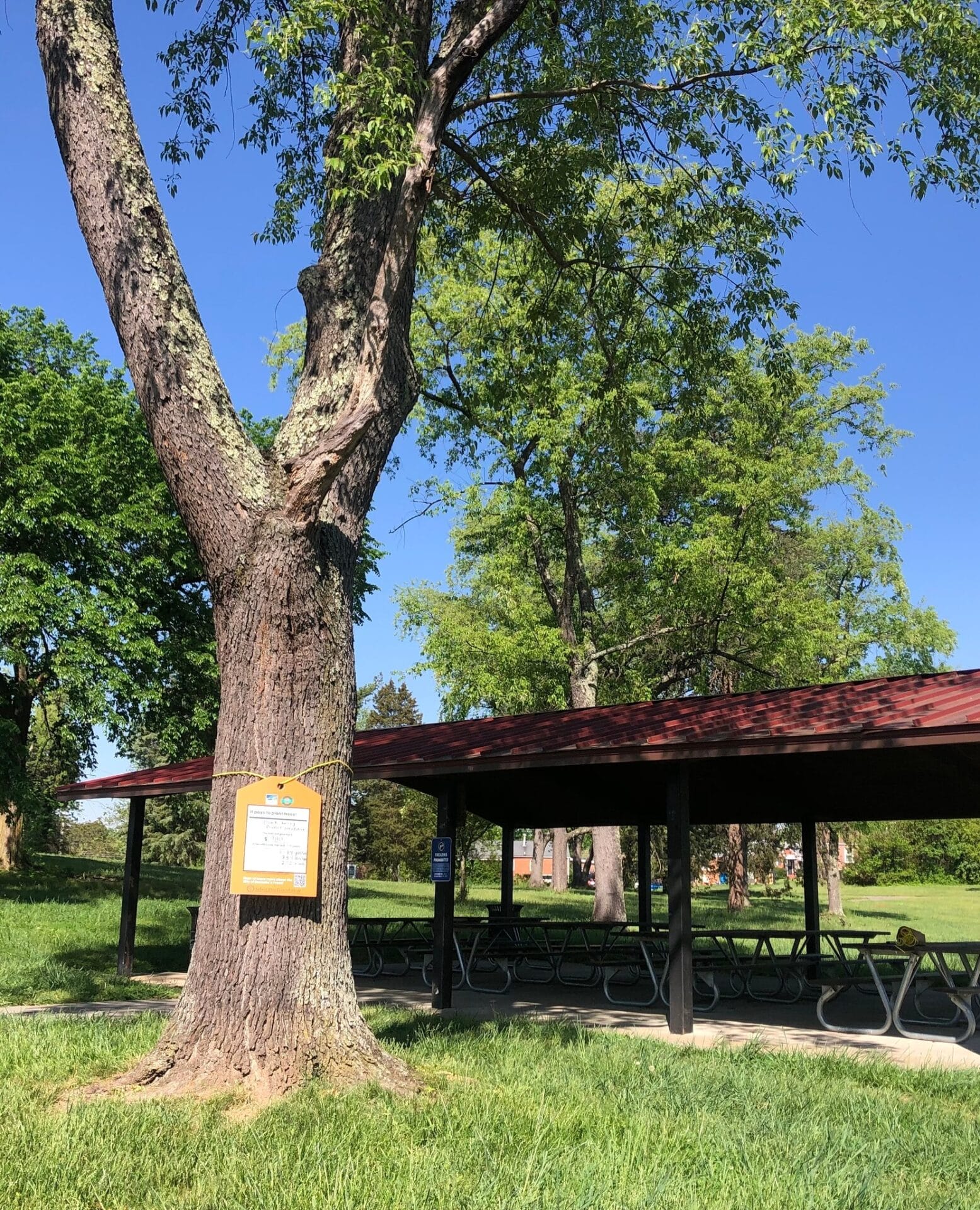 Black Cherry McCadden Park Value of a Tree