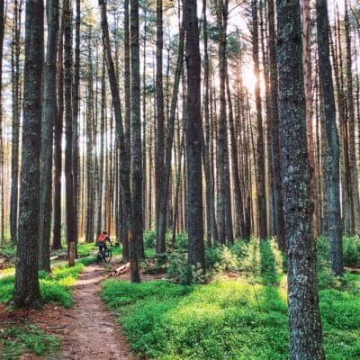 Mountain Biking at Carvins Cove in the Enchanted Forest A Mountain Biker surrounded by tall pine trees along a trail at Carvins Cove's Enchanted Forest