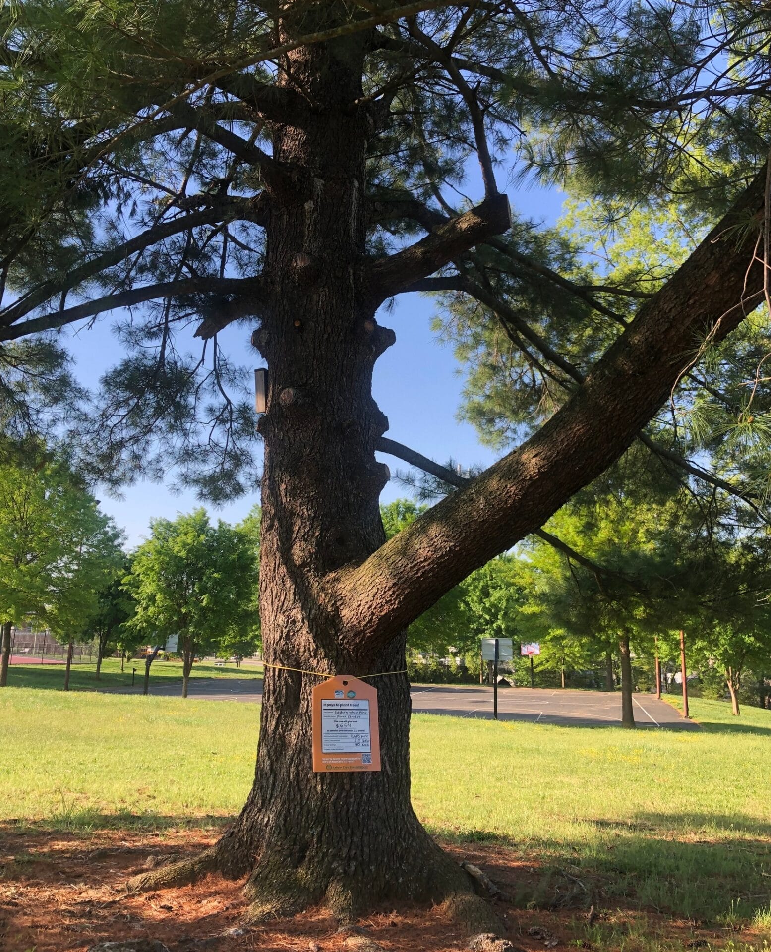 Eastern White Pine Preston Park Value of a Tree