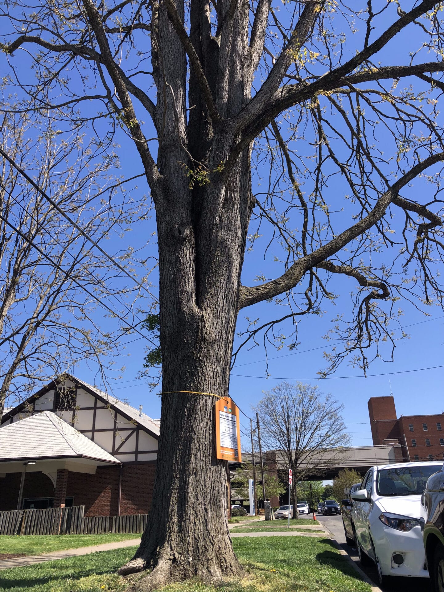 Kentucky Coffeetree Crystal Spring Value of a Tree