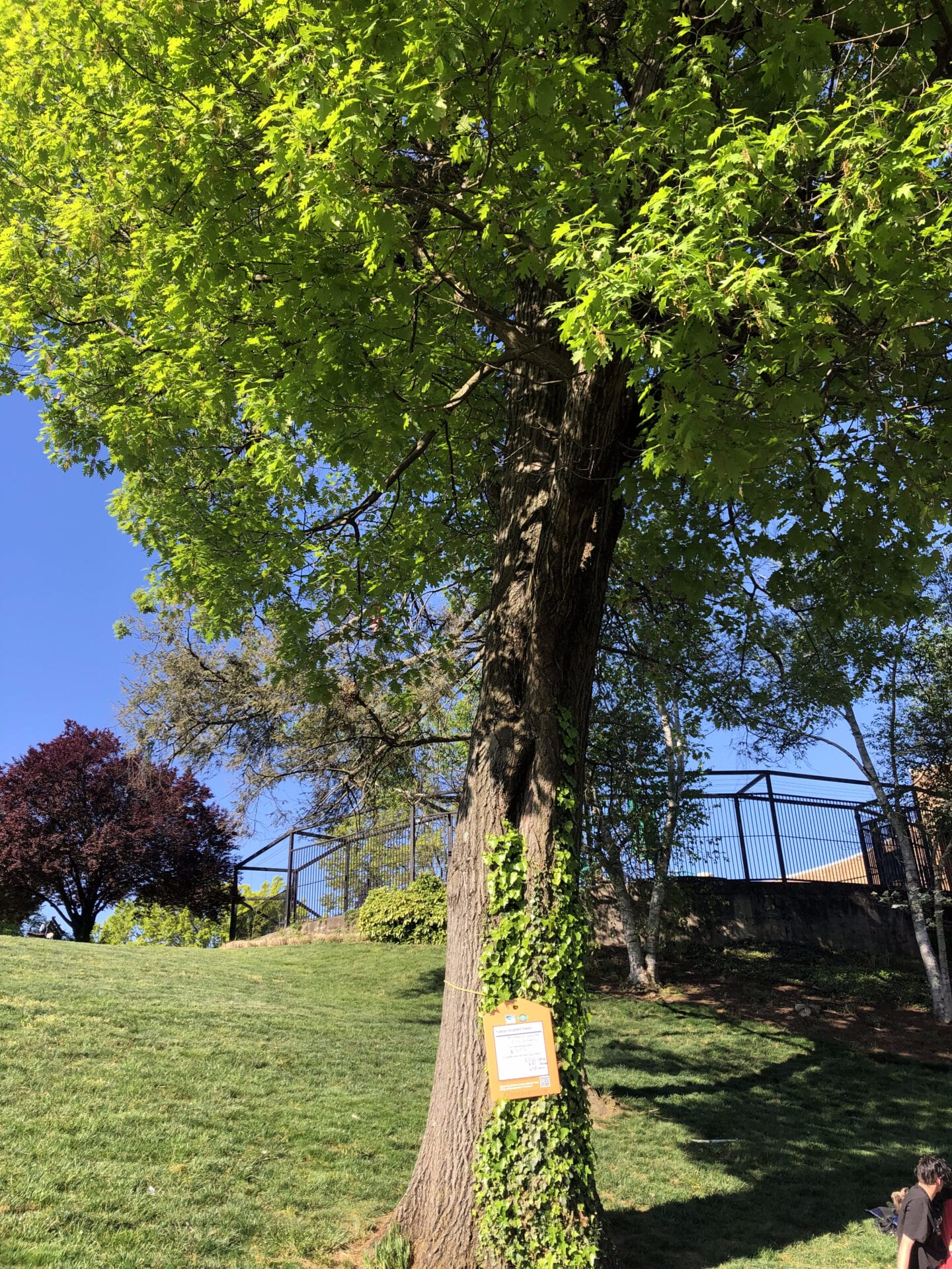 Northern Red Oak Elmwood Park Value of a Tree