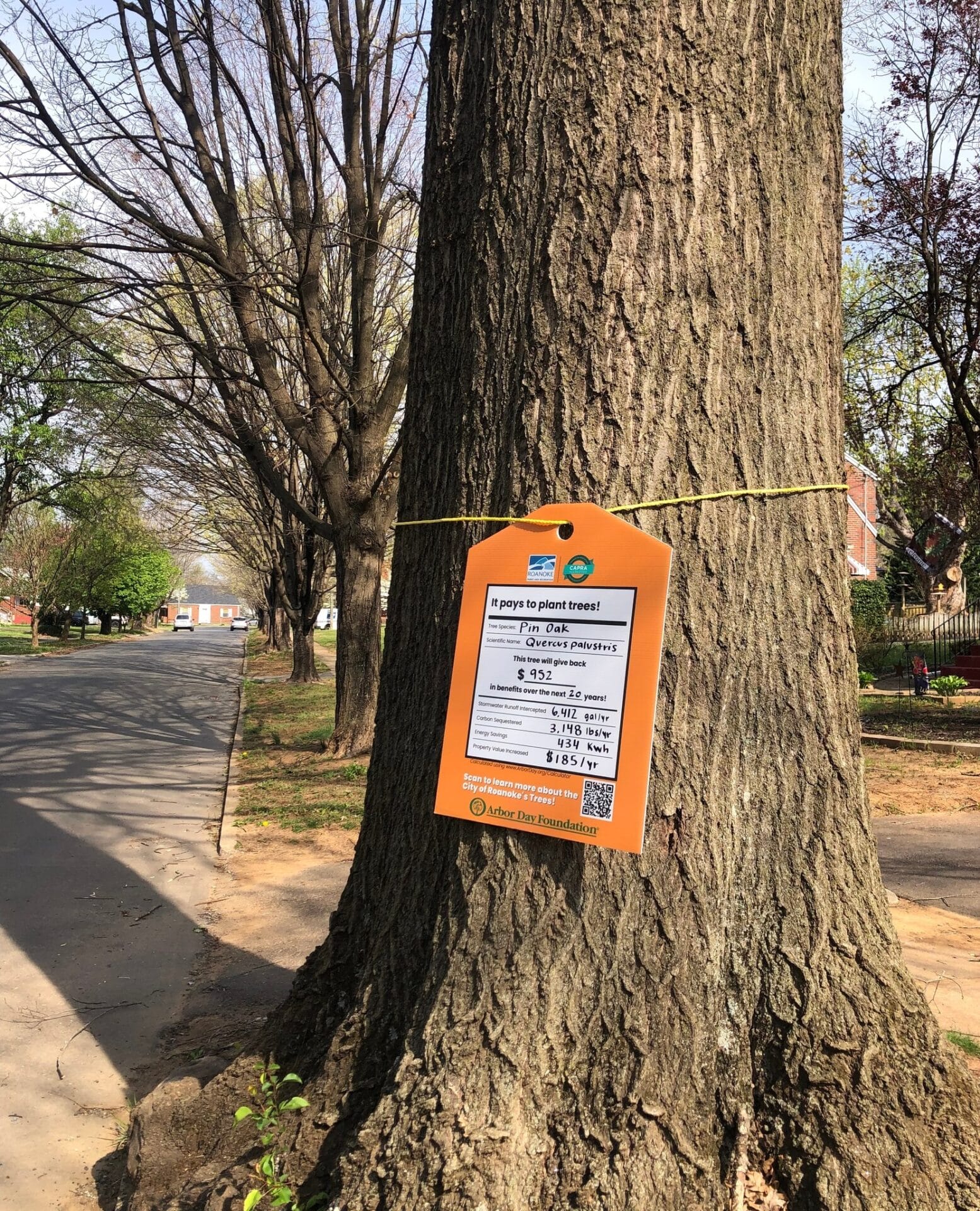 Pin Oak Collingwood St Value of a Tree