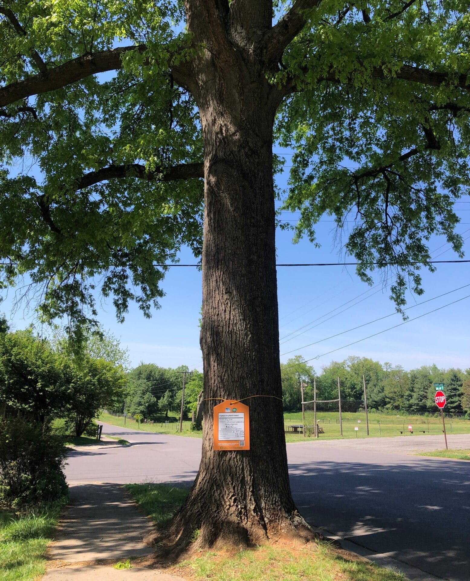Pin Oak Courtland Rd Value of a Tree