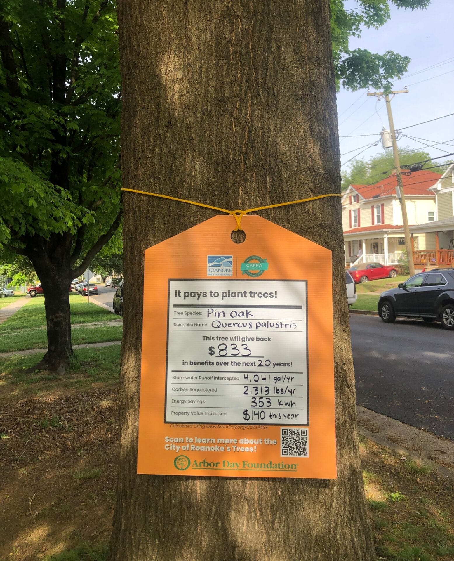 Pin Oak Highland Ave Value of a Tree