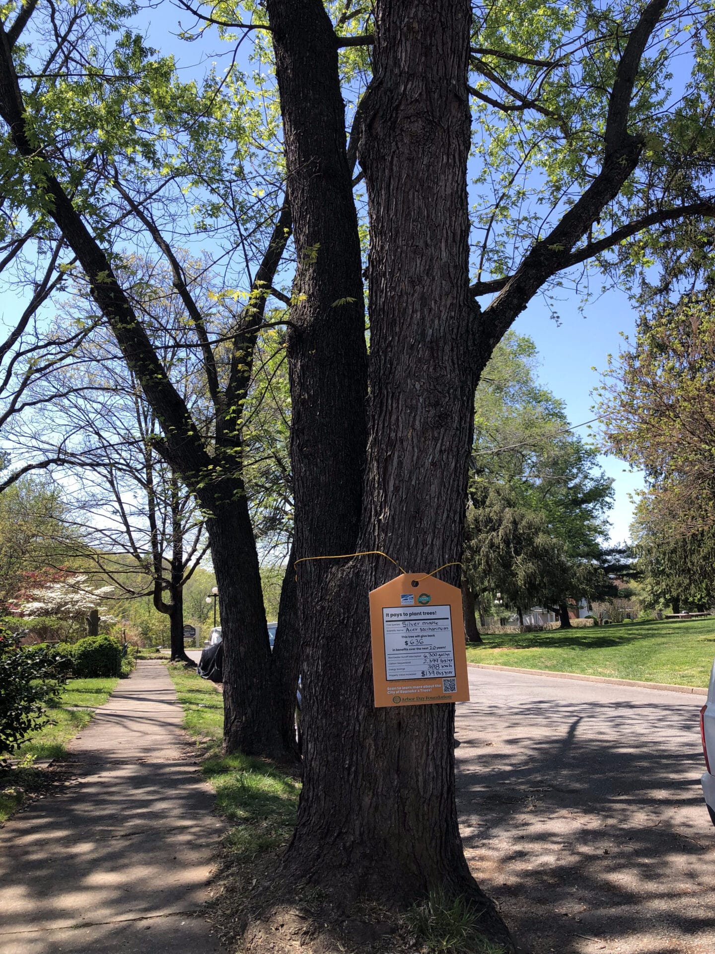 Silver Maple Walnut Ave Value of a Tree