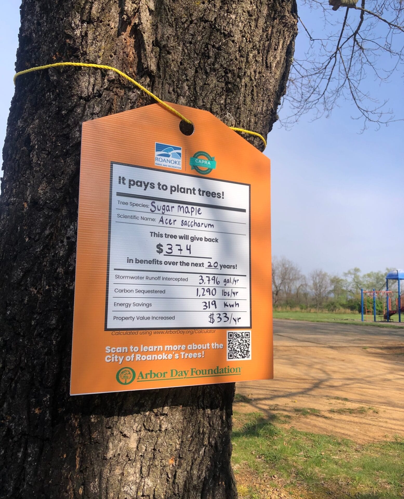 Sugar Maple Eastgate Park Value of a Tree