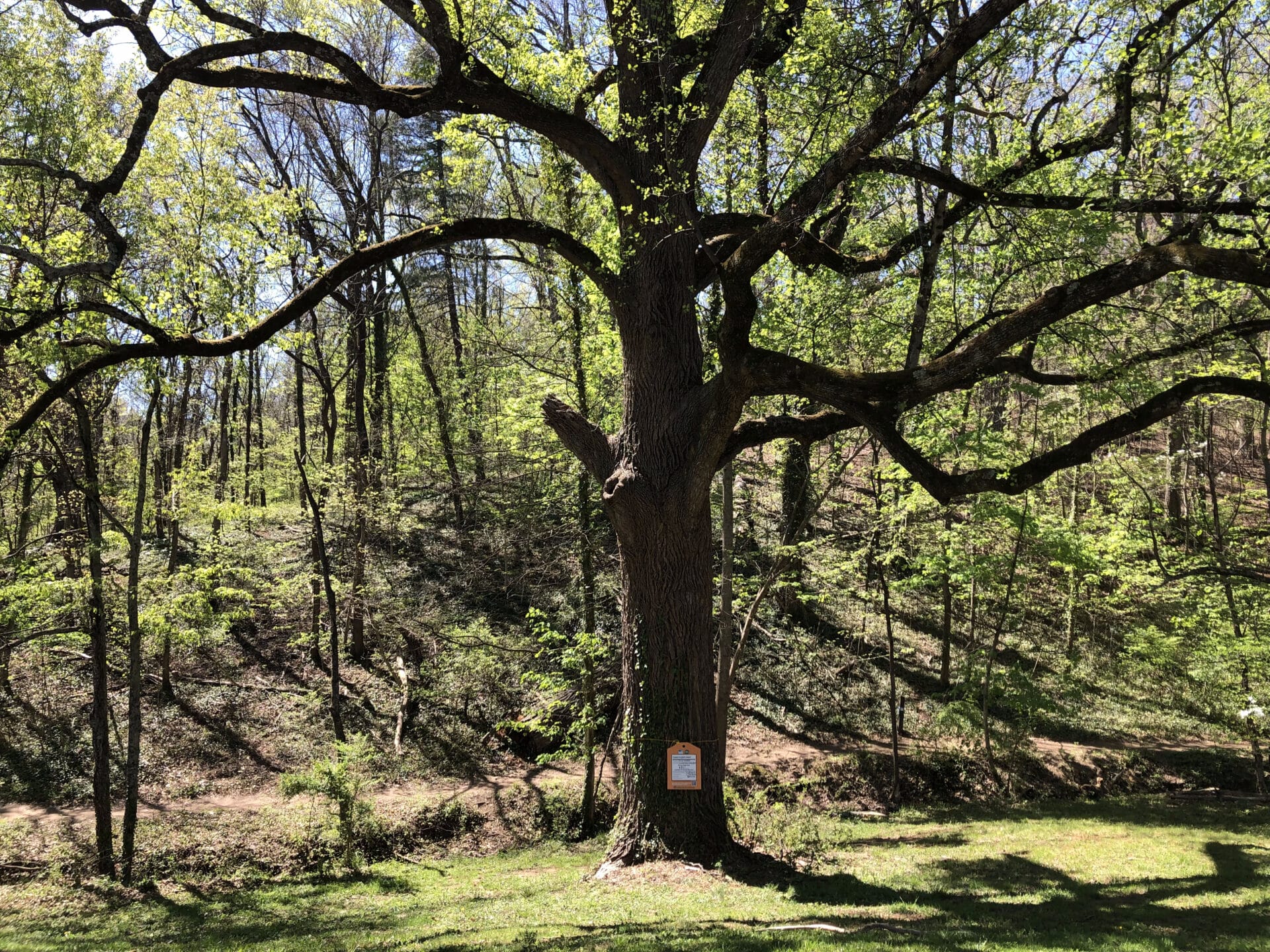 Tulip Poplar Fishburn Park Value of a Tree