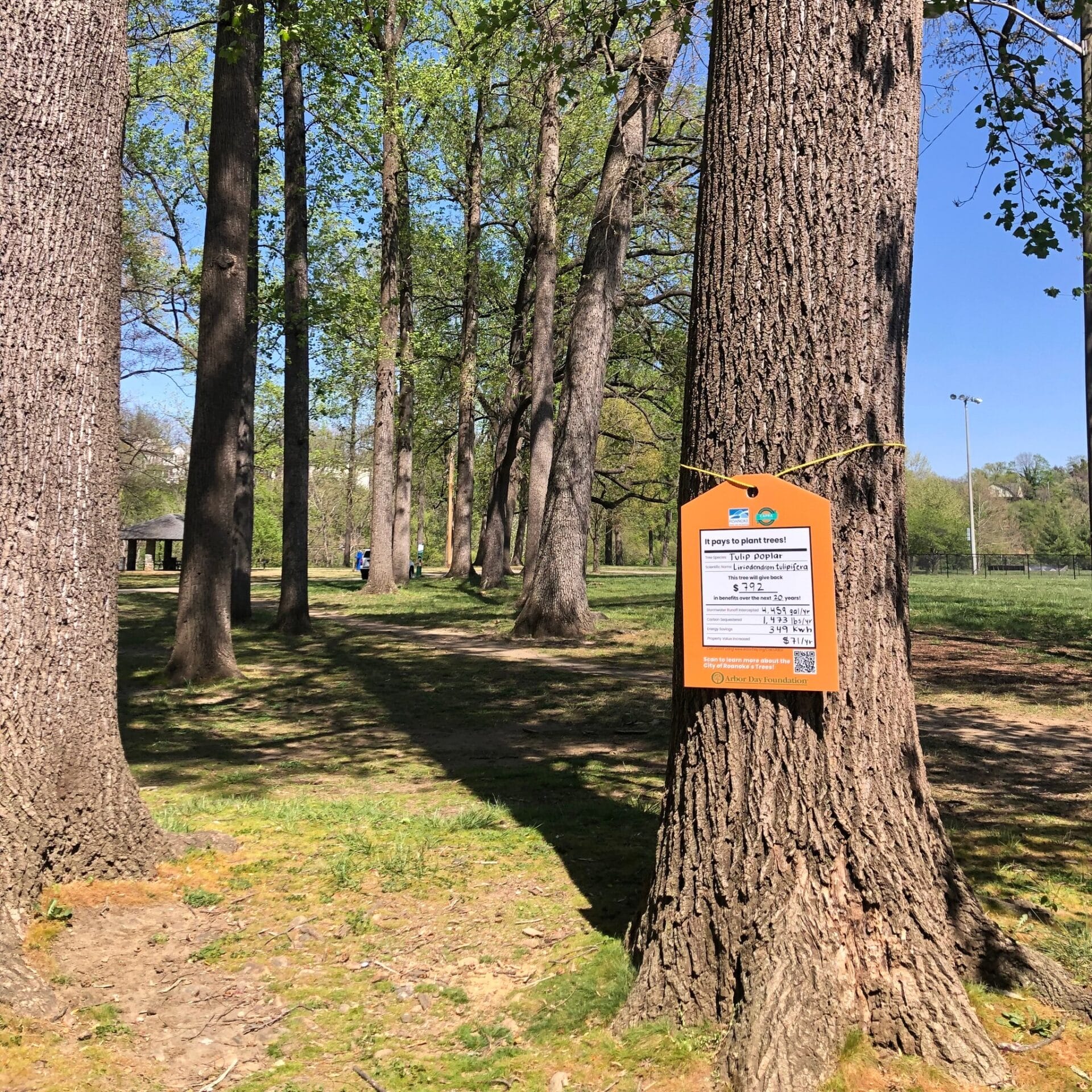 Tulip Poplar Wasena Park Value of a Tree