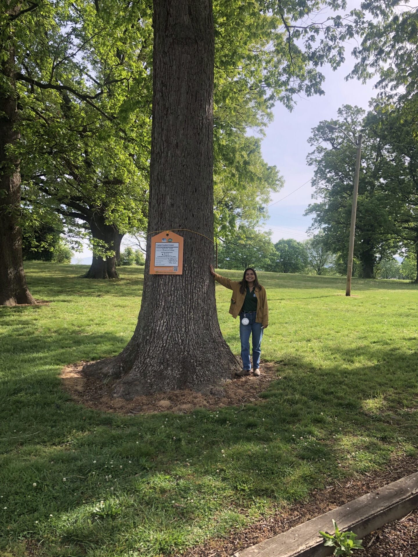 White Oak Belmont Park Value of a Tree