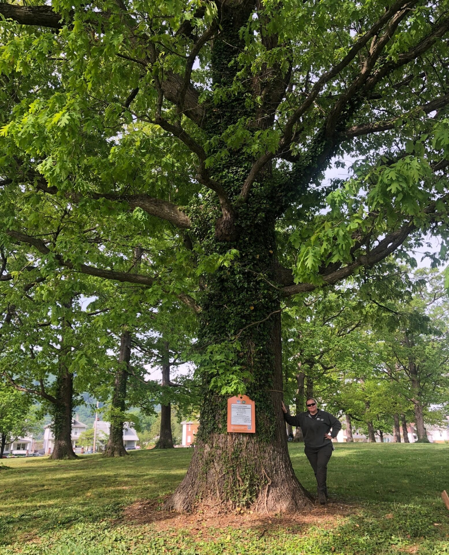 White Oak Belmont Park Value of a Tree