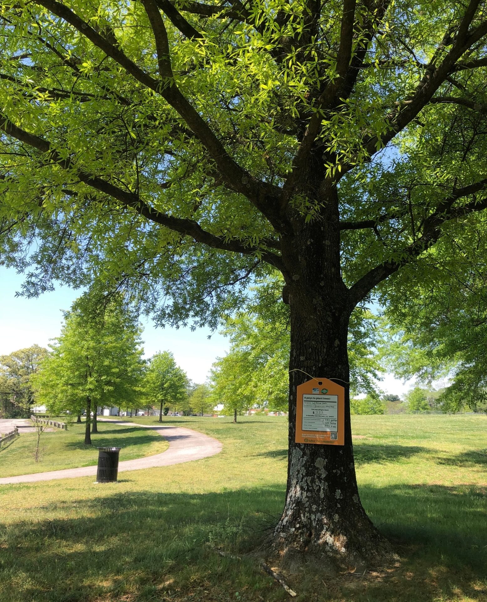 Willow Oak Washington Park Value of a Tree