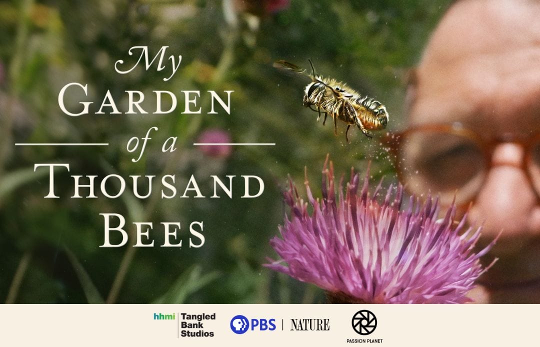 My Garden of a Thousand Bees Social Media Graphic 1 My Garden of a Thousand Bees Social Media Graphic 1