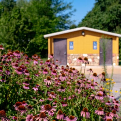Countryside Park Coneflowers near park bathroom