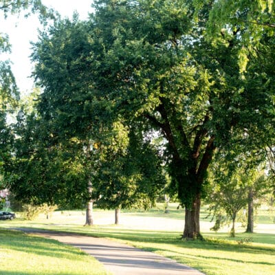 McCadden Park Scenic park path lined with large shade trees