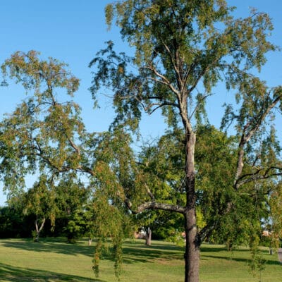 McCadden Park Large tree in McCadden Park