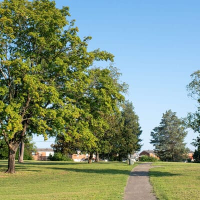 McCadden Park Scenic park path lined with large shade trees