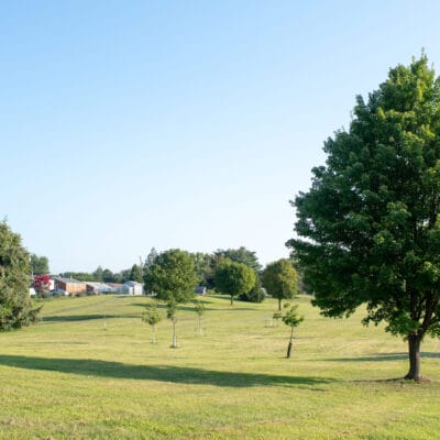McCadden Park Open park field dotted with newly planted trees and larger shade trees